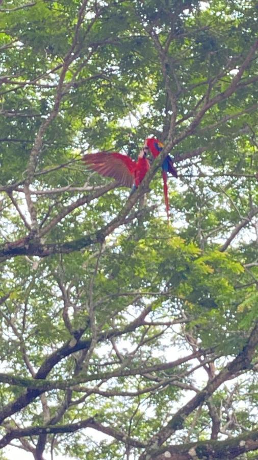 Las Plumas De Cabuya Cabuya  Bagian luar foto
